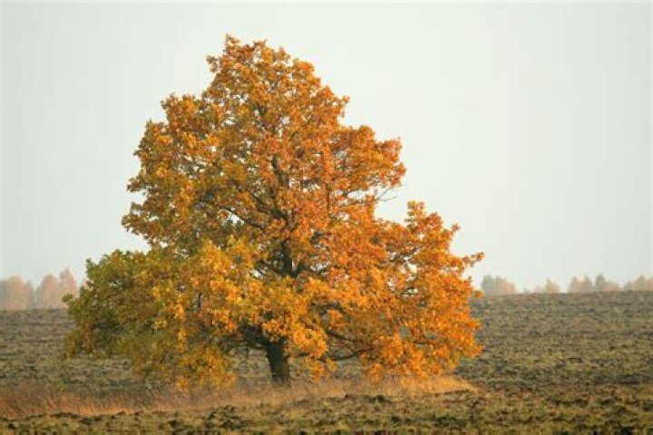 How many types of oak trees are there in the United States