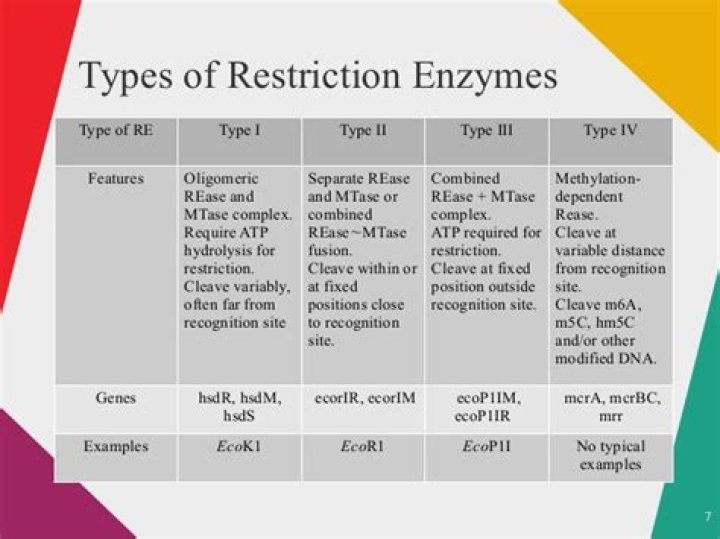 How many types of restriction enzymes are there