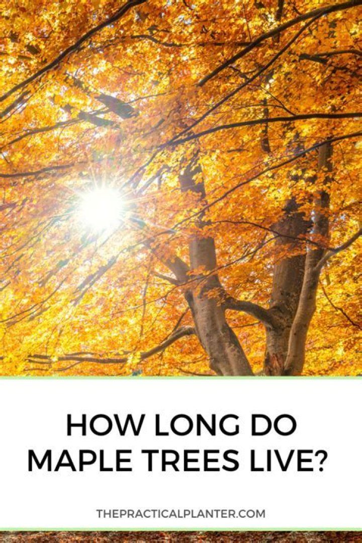 How many years do maple trees live