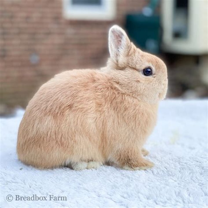 How much are Netherland Dwarf rabbits