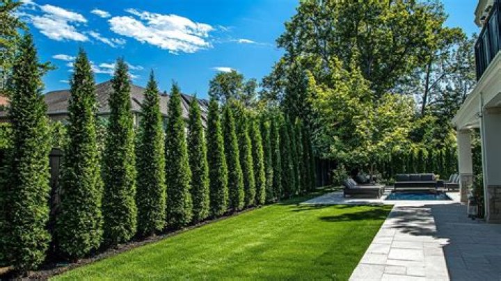 How much are privacy hedges