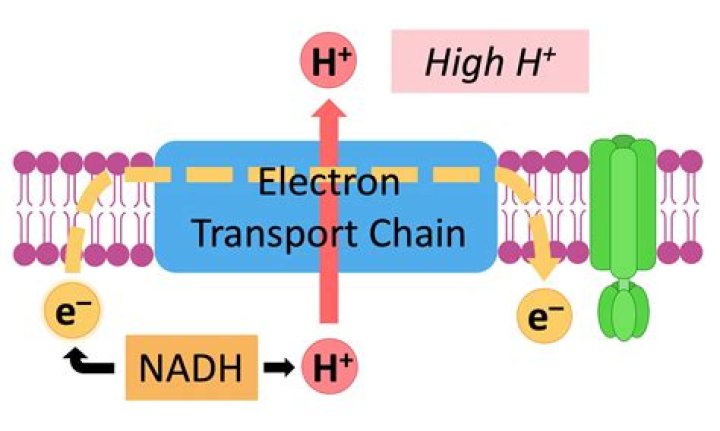 How much ATP does the electron transport chain yield