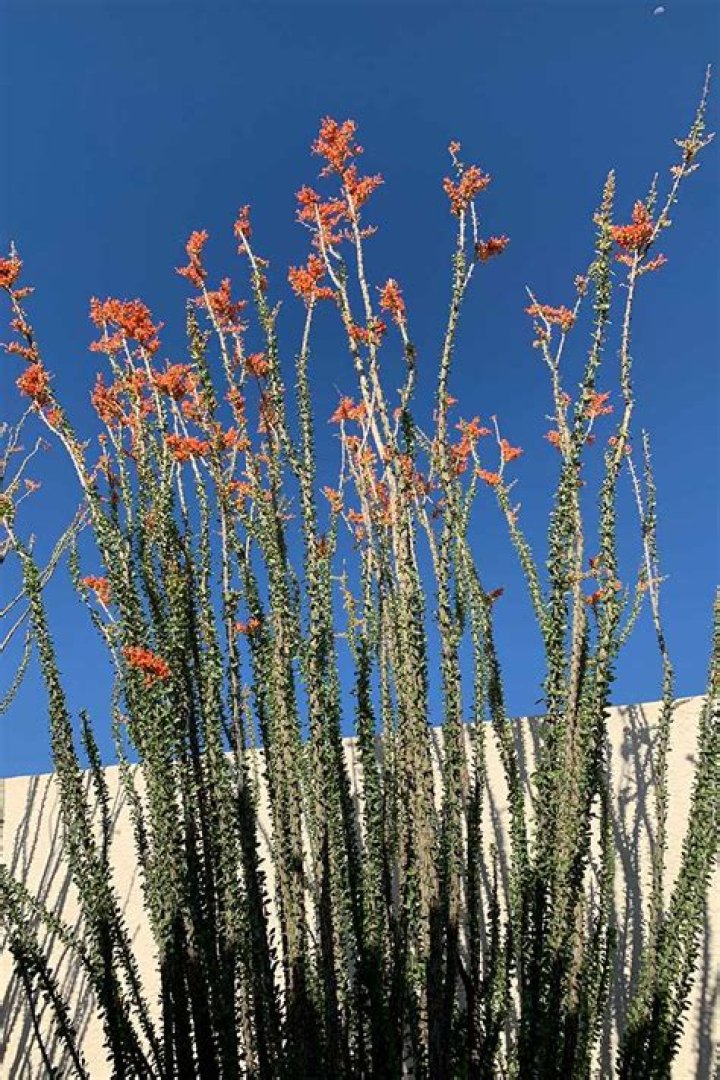 How much do Ocotillos cost