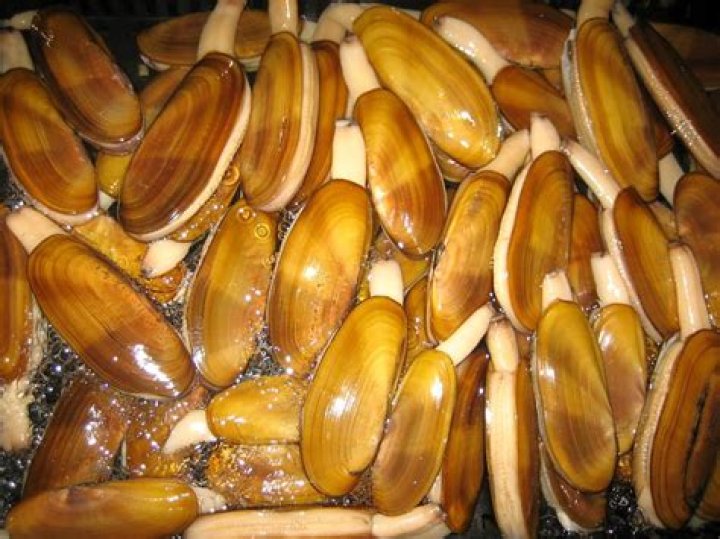 How much do razor clams sell for