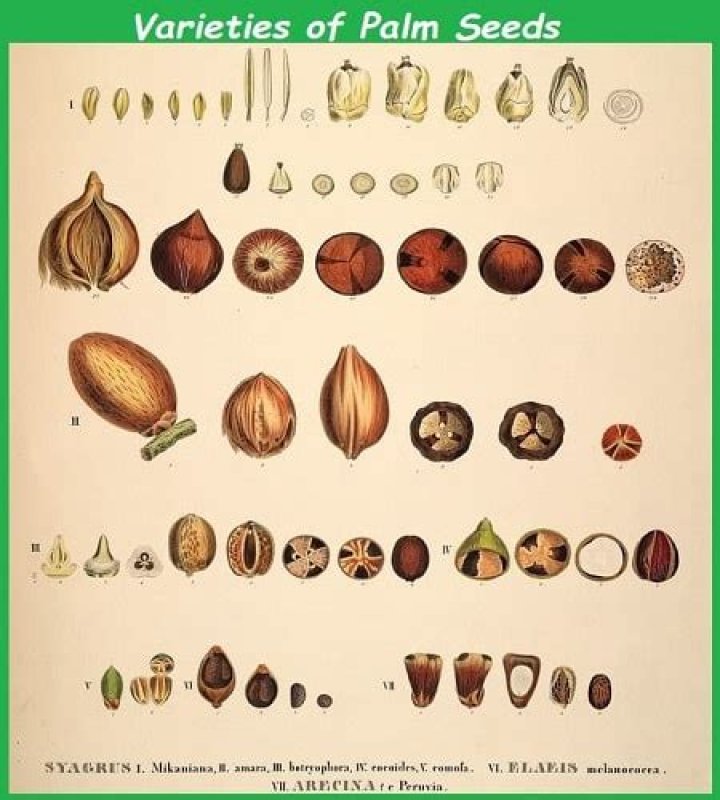 How much does a palm tree seed cost