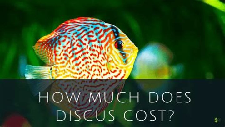How much does discus fish cost