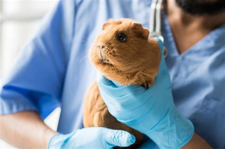 How much does it cost for a guinea pig vet visit
