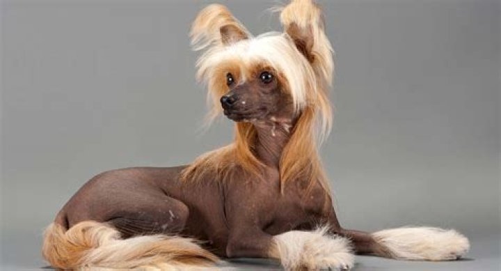 How much is a Chinese Crested