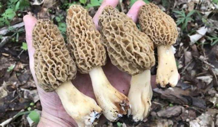 How much is a pound of morels