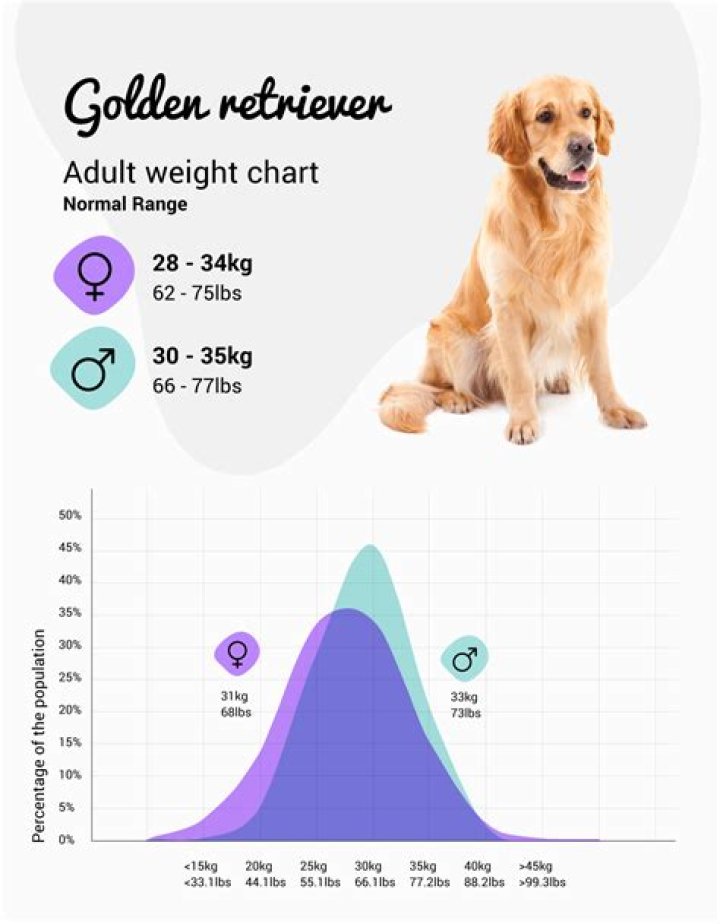 How much should a 6 week old golden retriever weight