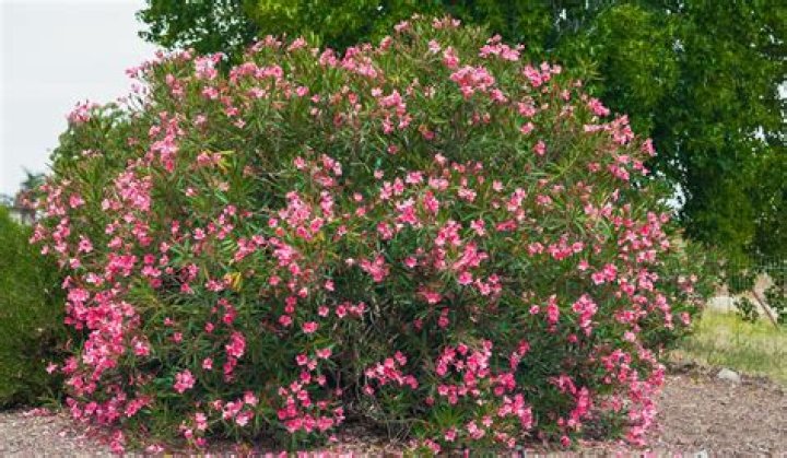 How much sun does an oleander need