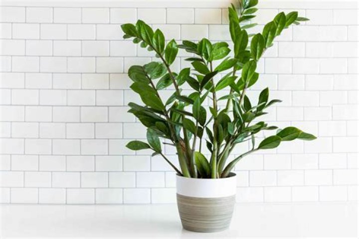 How much sunlight does a ZZ plant need