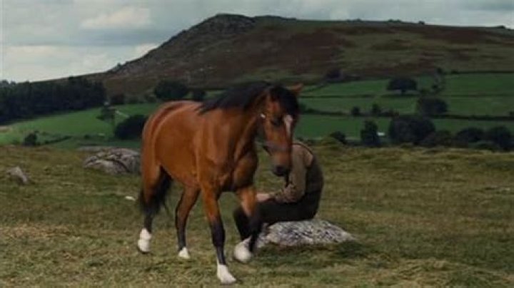 How much was Joey sold for in War Horse