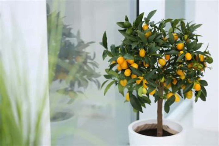 How often do kumquat trees bloom