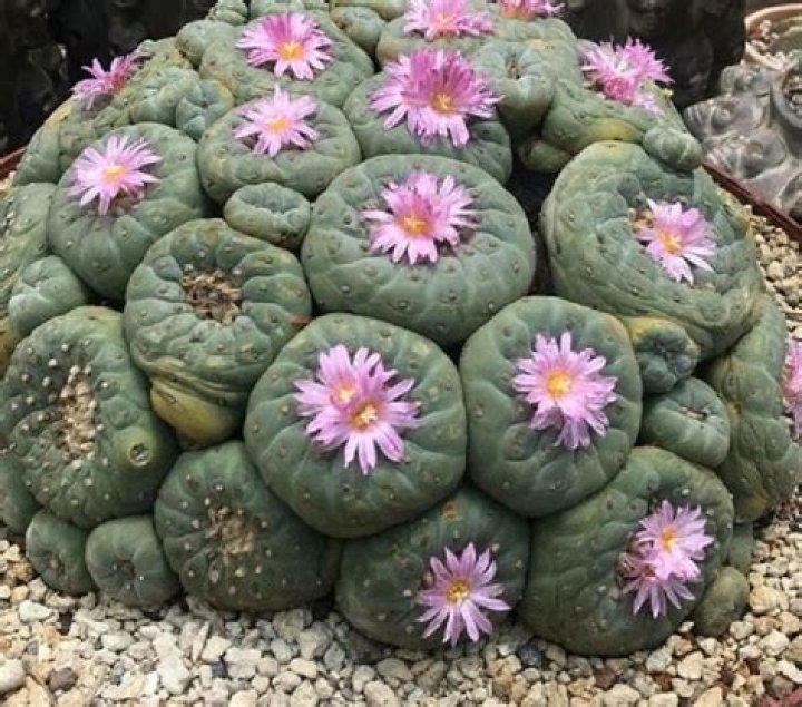 How often should I water lophophora Williamsii
