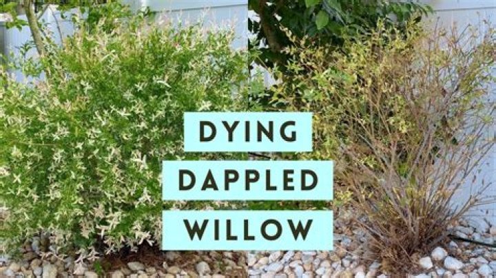 How often should I water my dappled willow