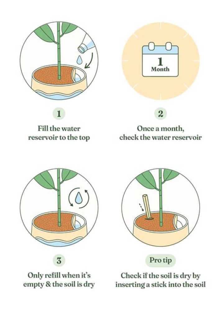 How often should I water my Janet Craig