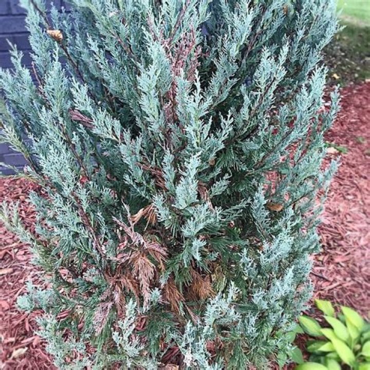 How often should juniper be watered