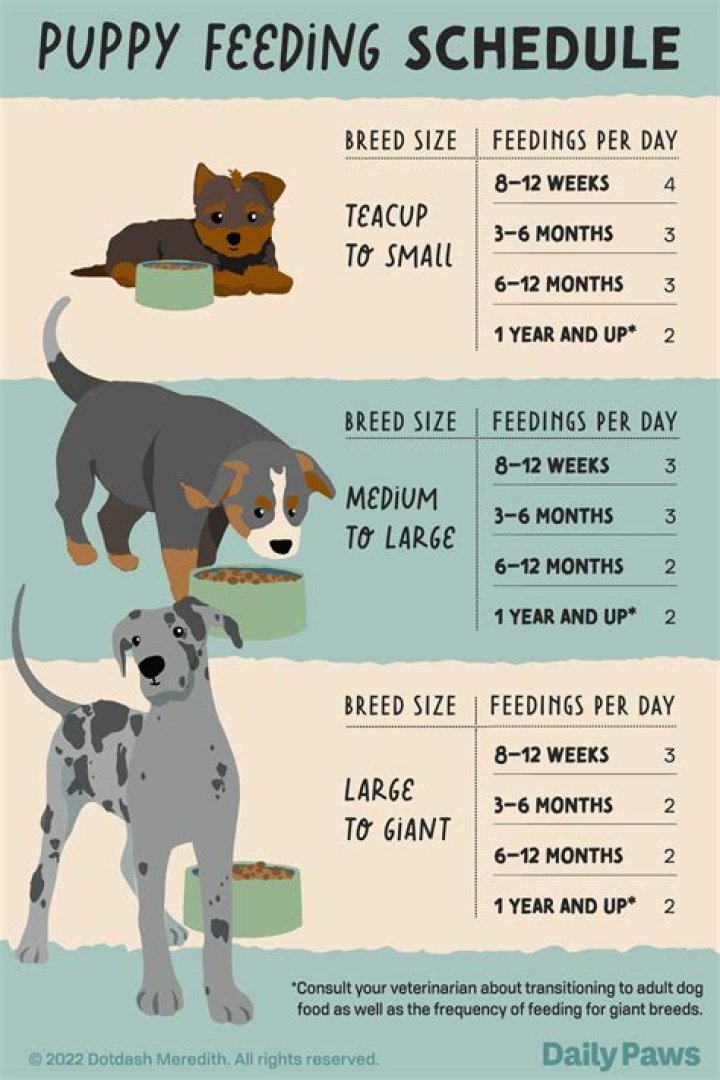 How often should you feed Shubunkins