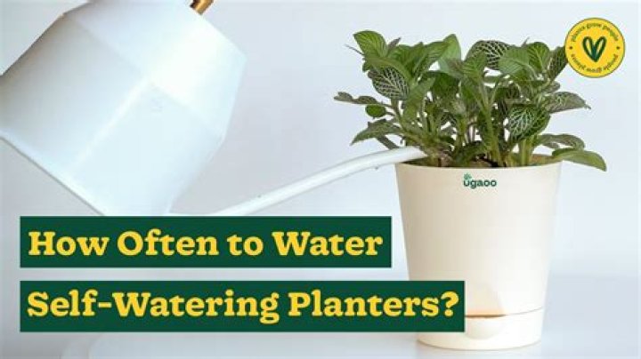 How often should you water a Dahlia