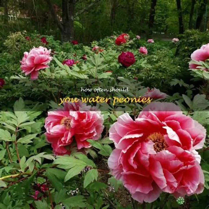 How often should you water peonies