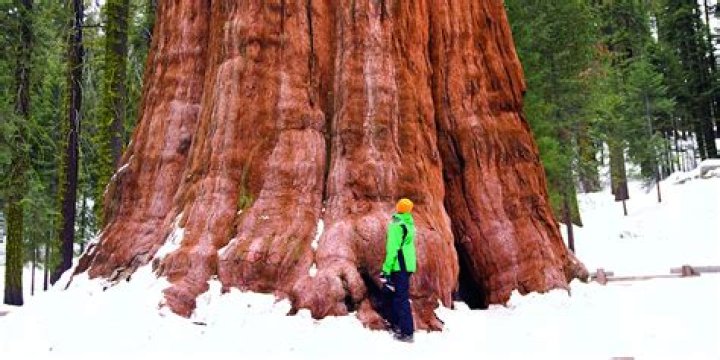 How old are sequoia trees
