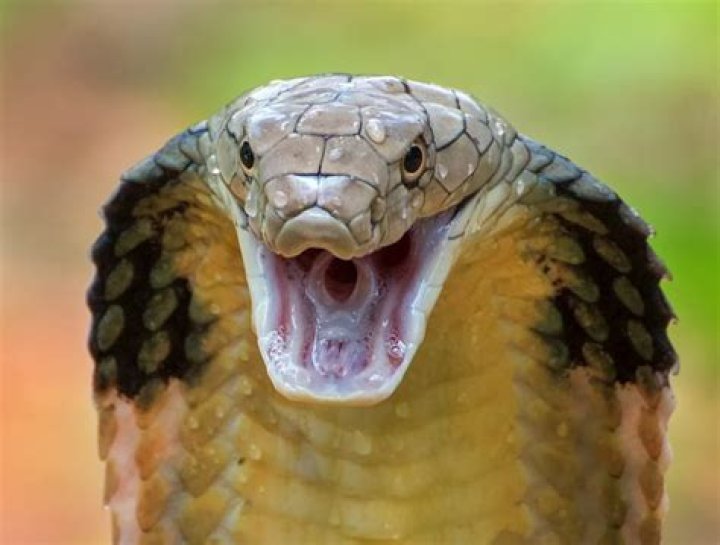 How poisonous are king cobras