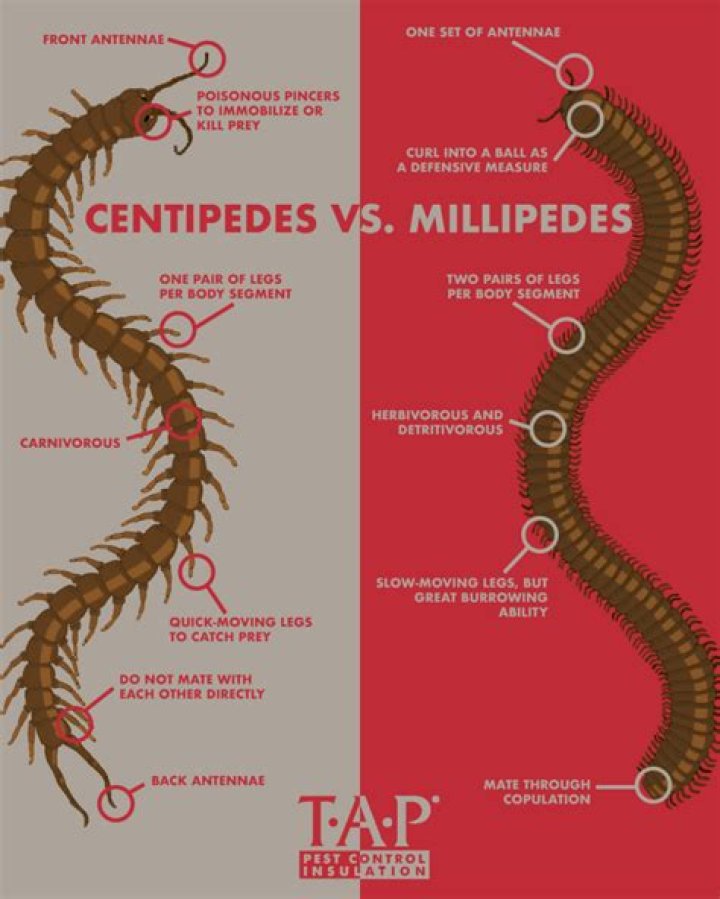 How poisonous is a millipede