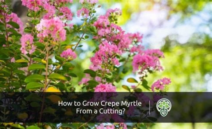 How quickly do crepe myrtles grow