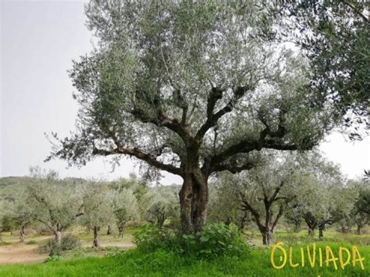 How tall do black olive trees grow