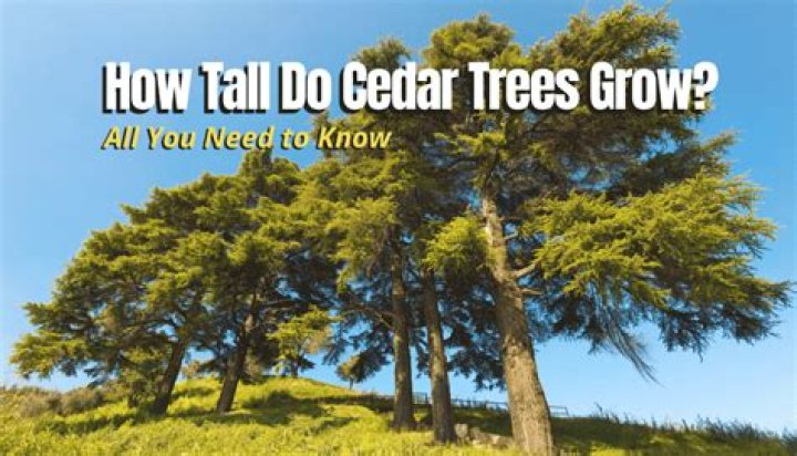 How tall do Brandon cedars grow