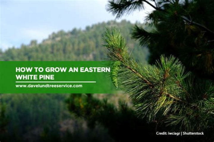 How tall do eastern white pines grow