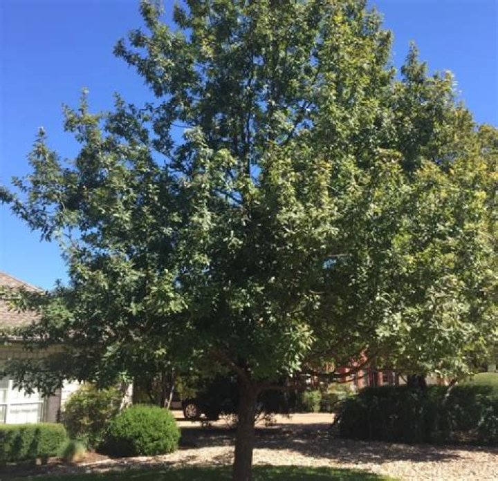 How tall do Monterrey Oaks get