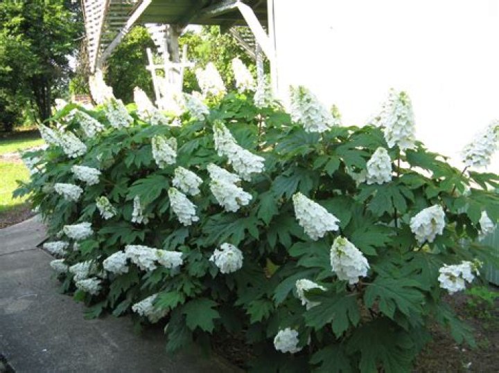 How tall do oakleaf hydrangeas get