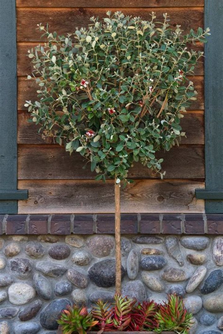 How tall do pineapple guava trees grow