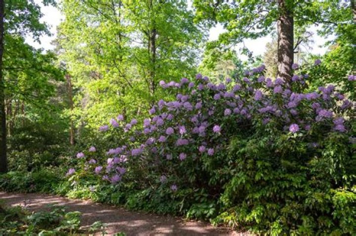 How tall do rhododendrons grow