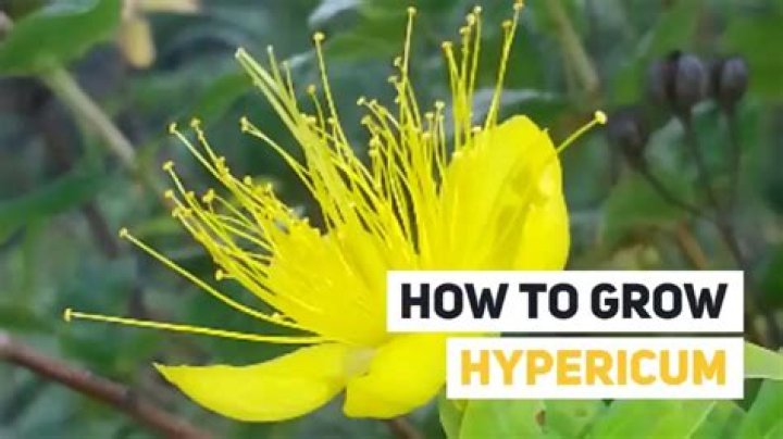How tall does hypericum grow