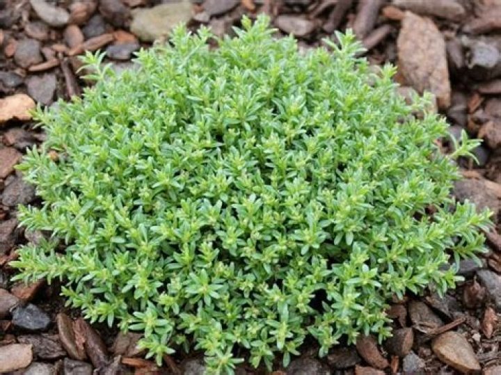 How tall is creeping thyme