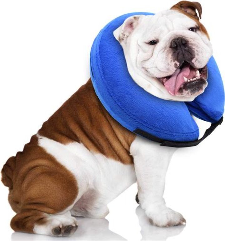 How tight should an inflatable collar be