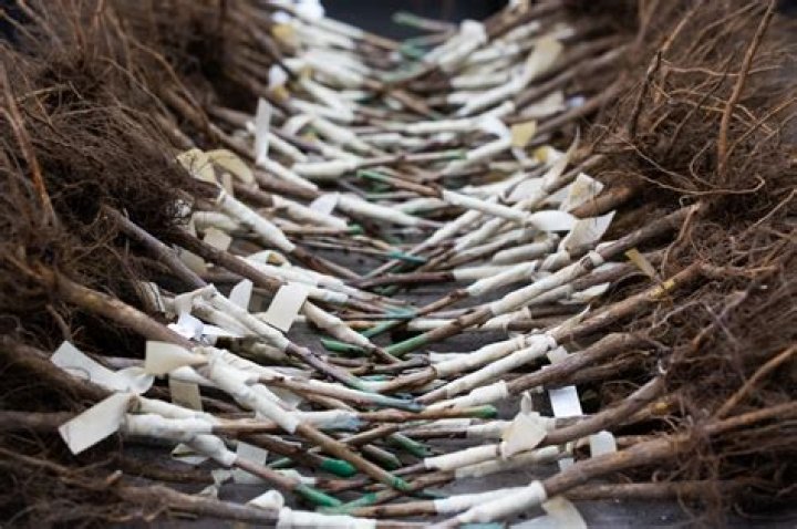 How trees are grafted