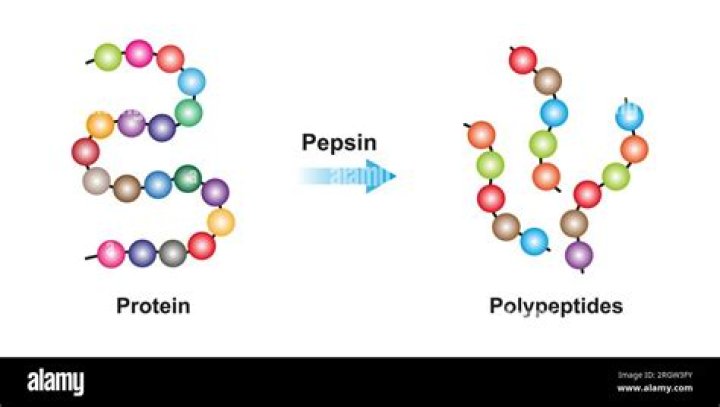 In what ways does pepsin show the characteristics of an enzyme