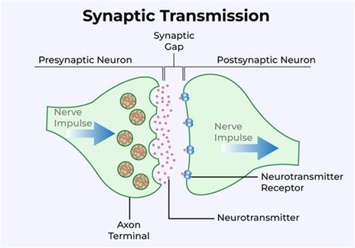 In which form does an information get transmitted through a neuron