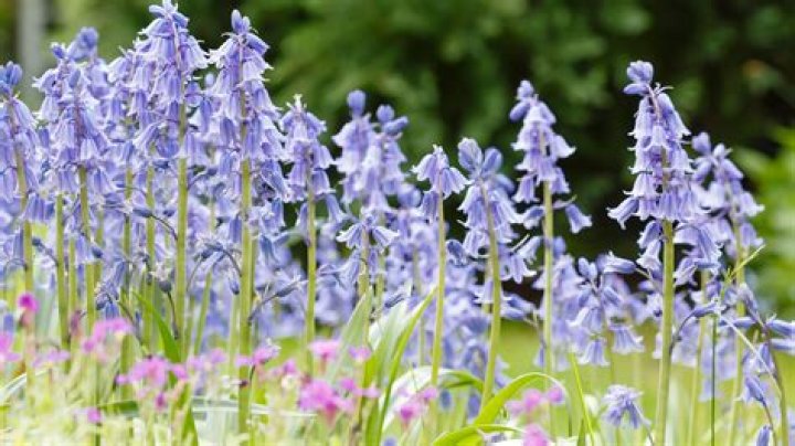Is a bluebell a bulb