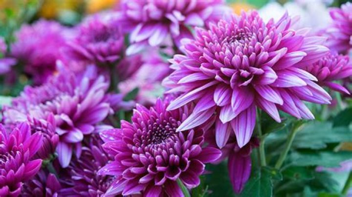 Is a chrysanthemum an annual or perennial