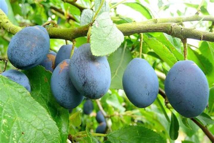 Is a damson a plum