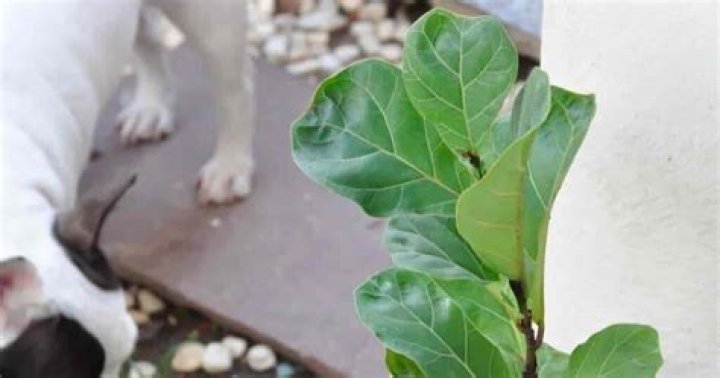 Is a fiddle leaf fig tree poisonous to dogs
