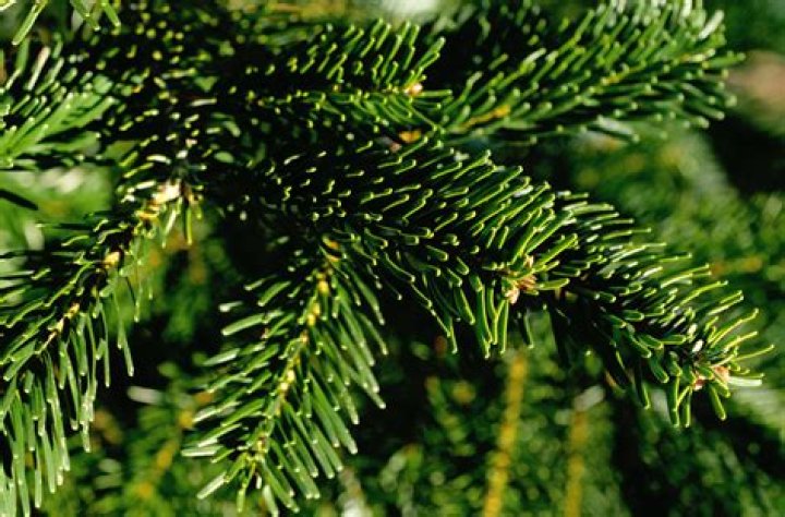 Is a noble fir a pine tree