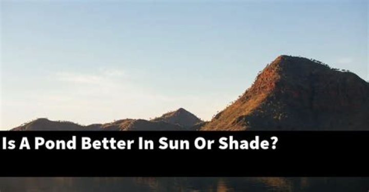 Is a pond better in sun or shade