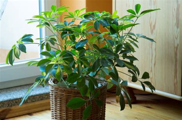 Is a schefflera plant poisonous to pets