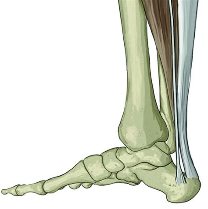 Is a tendon flexible